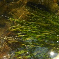 Vallisneria spiralis L.